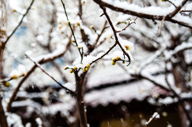 雷霆和骑士