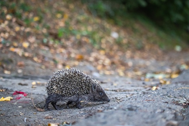 因内部配合 因内部配合