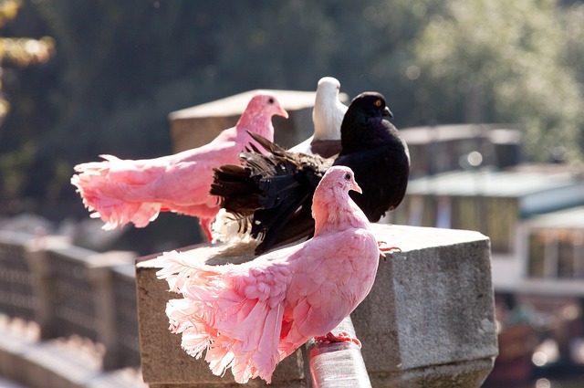 人信服的双 人信服的双
